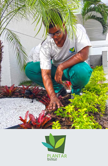 plantar-bangu.jpg